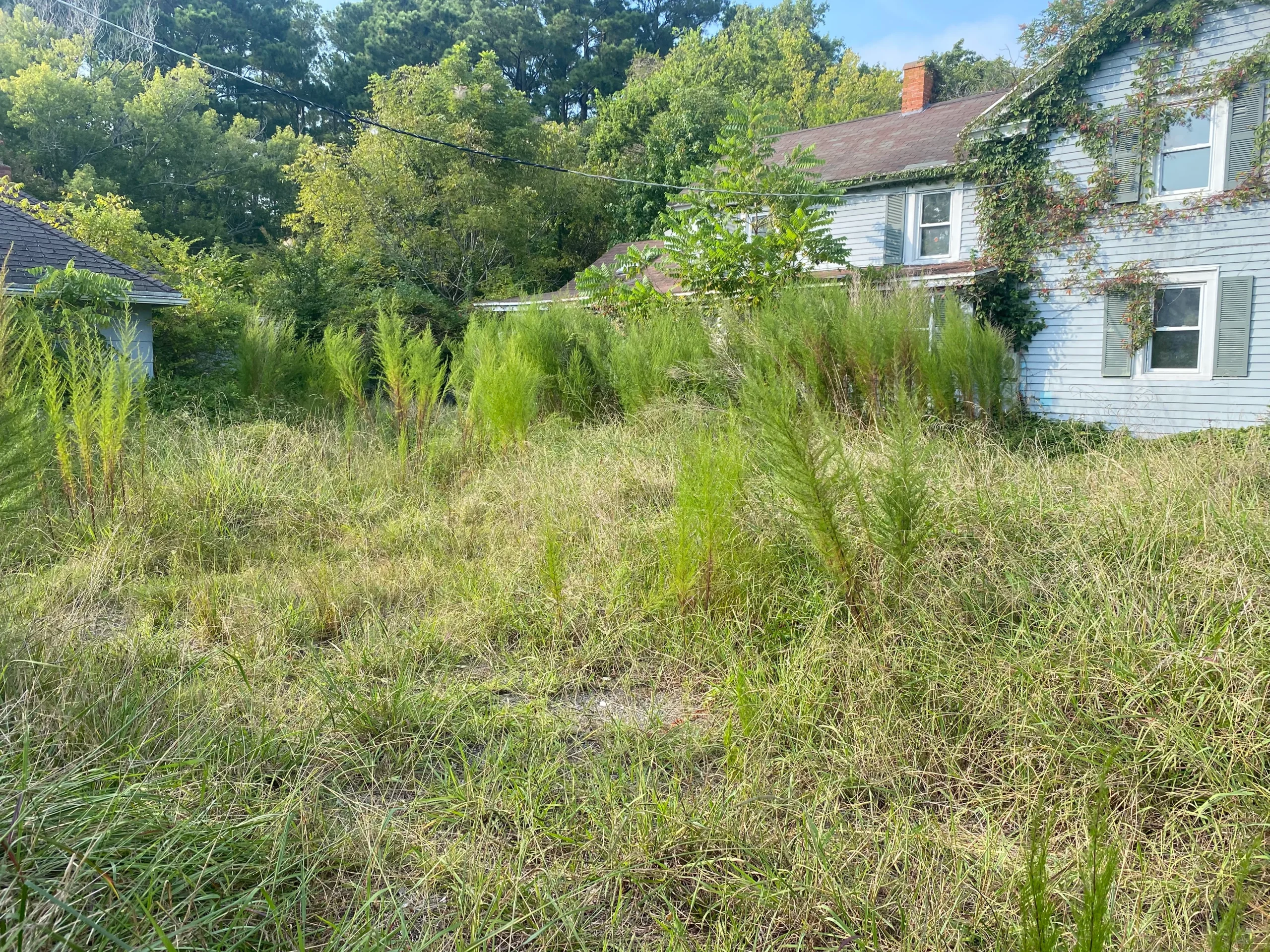 Bullfrog’s Revives Overgrown Property for Fast Sale!