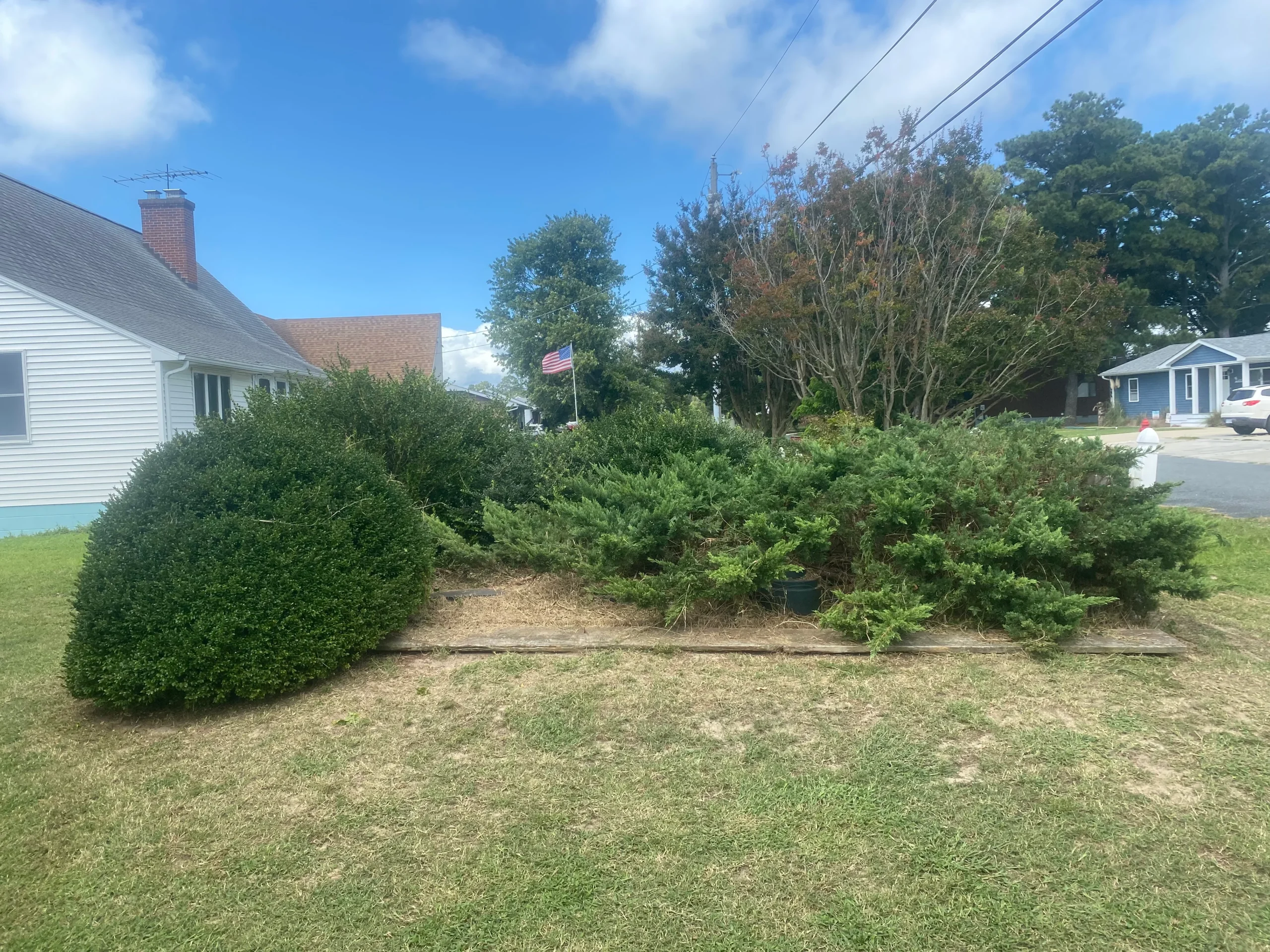 Expert Poison Ivy & Sumac Removal for a Safer Home